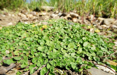 uitheemse plant 1