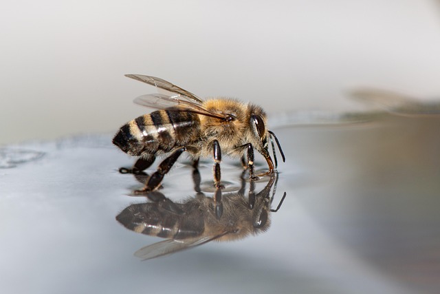 xiserge bee 7724961 640